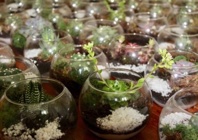 Atelier DIY Terrarium -Créez Votre Jardin Miniature avec Plantes Succulentes et Décorations Naturelles