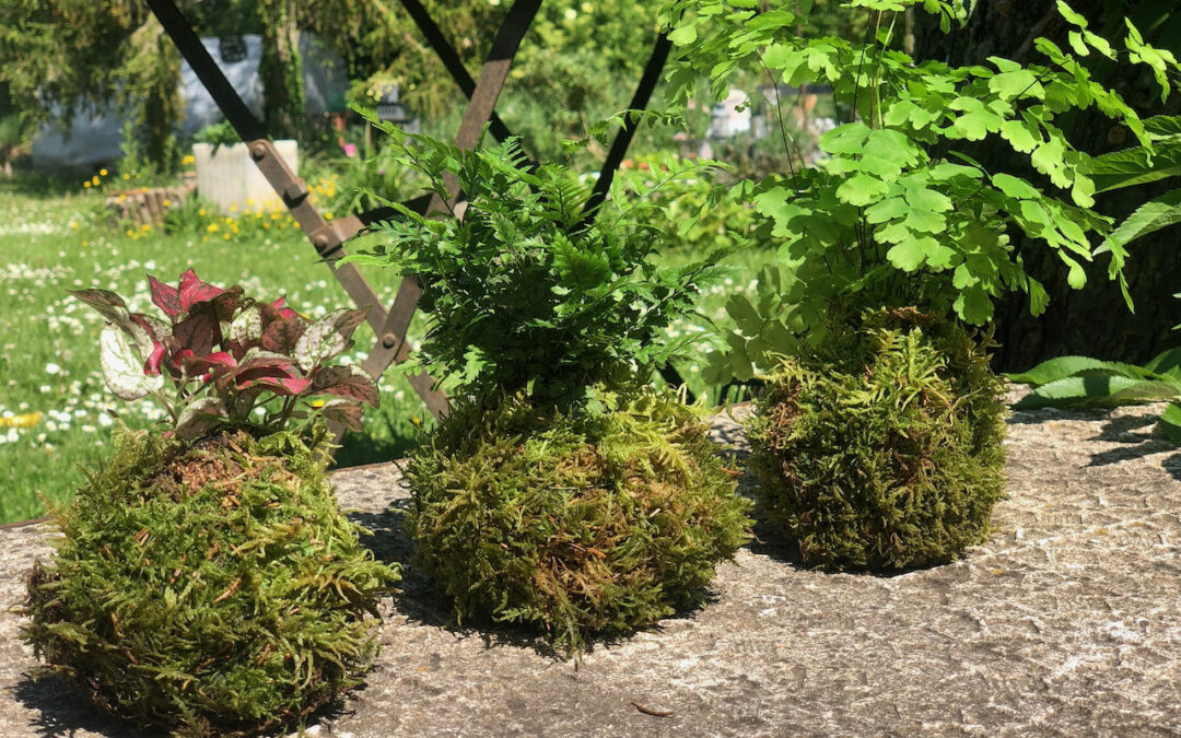 Atelier Kokedama l’art végétal japonais