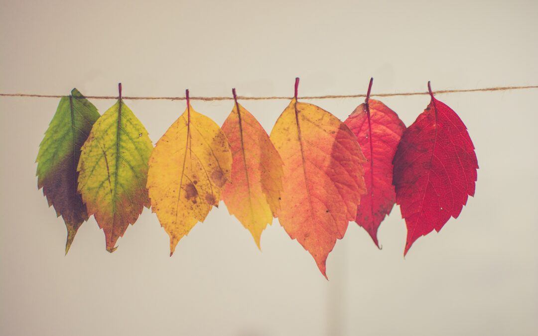 Ateliers DIY pour l’Automne