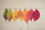 Ateliers DIY pour l'Automne