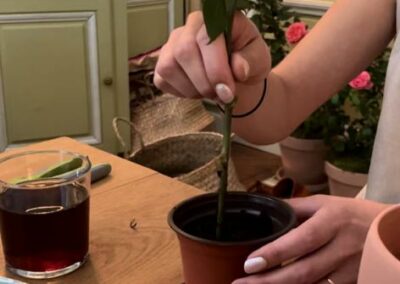 Atelier DIY bouturage