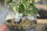 Atelier DIY terrarium végétal
