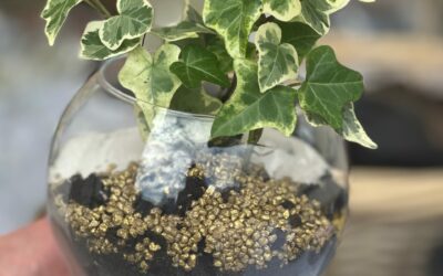Atelier DIY terrarium végétal